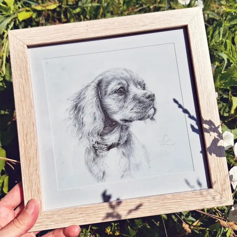 pencil portrait of spaniel